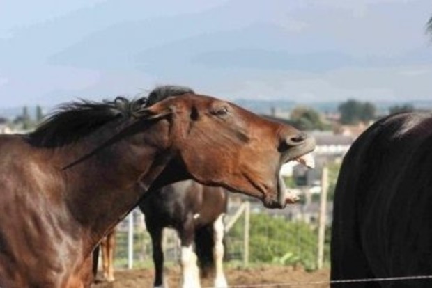 Взбесившаяся лошадь разгромила бар в пригороде Парижа
