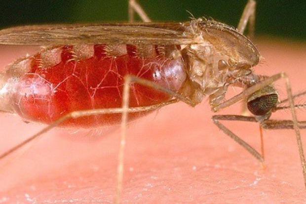 Іноземець завіз у Харків малярію