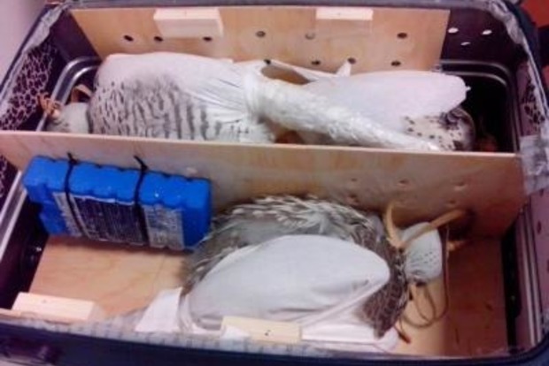 В Борисполі затримали українця з трьома соколами у валізі