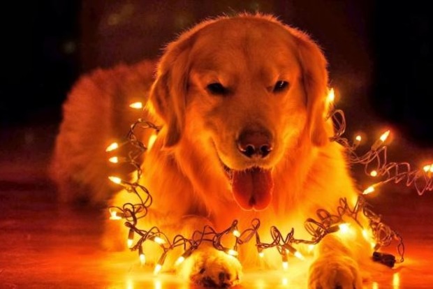Восточный календарь: наступил год желтой земляной собаки