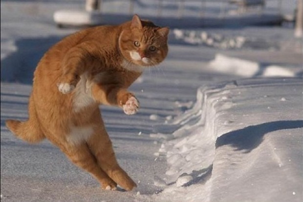 Відео з танцем кота на льоду «підірвало» соцмережі