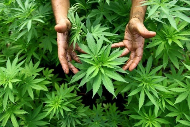 В Польше легализовали лечебную марихуану