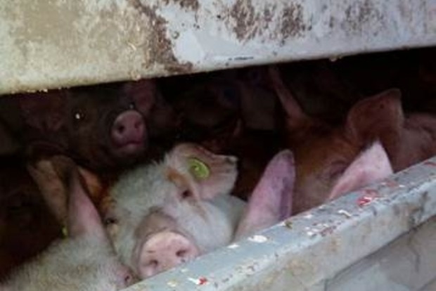 На оккупированную территорию пытались провезти более ста живых свиней