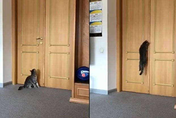 Тигр гуляє Дніпропетровською ОДА та сам відкриває двері