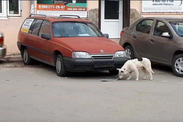 Пес в Ялте зубами отгрыз у автомобиля регистрационный номер оккупантов