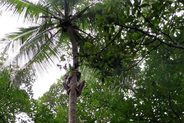 На Таїті визначили чемпіона світу з лазіння на кокосові пальми