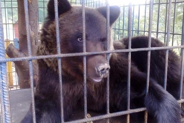 У Карпатах ведмідь ледь не загриз туристку на турбазі