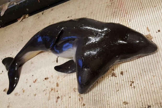 Голландские рыбаки поймали двухголового дельфина с тремя глазами