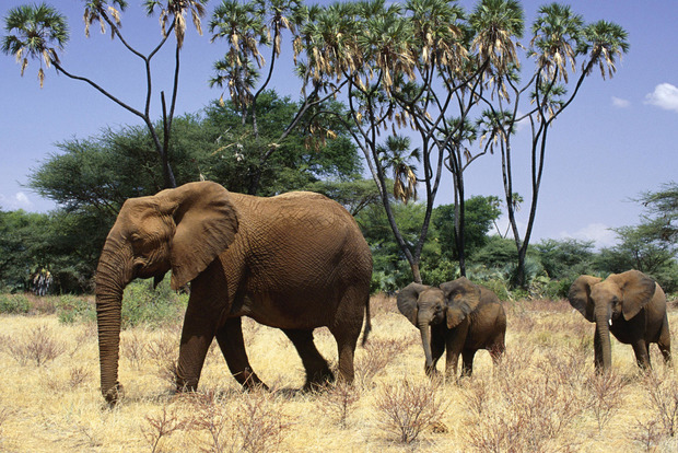 Неожиданно был обнаружен новый вид слонов