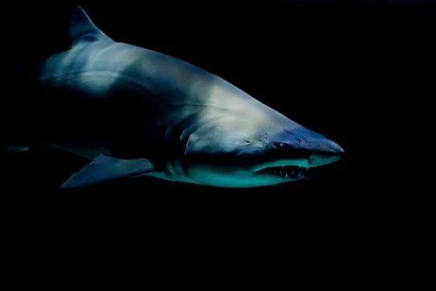 Зоологи зловили найстарішу акулу на планеті