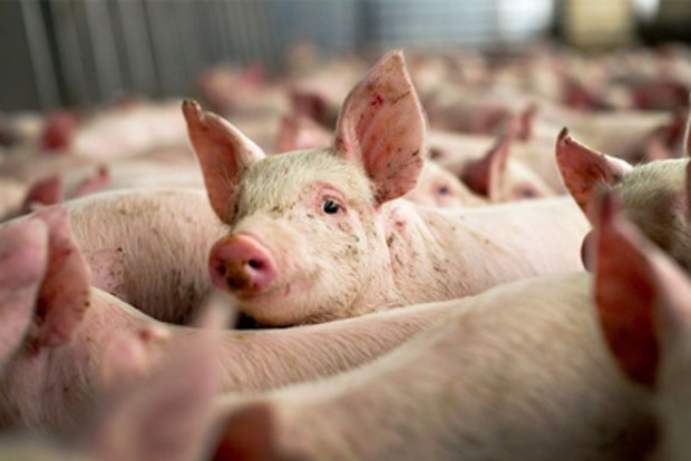 В Украине резко сократился экспорт свинины
