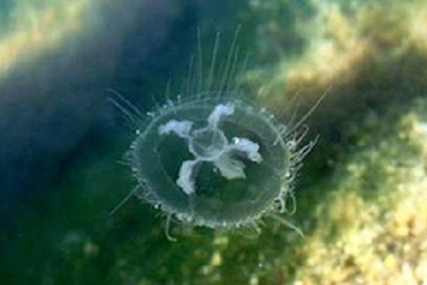 Экологи бьют тревогу: в столице появились медузы