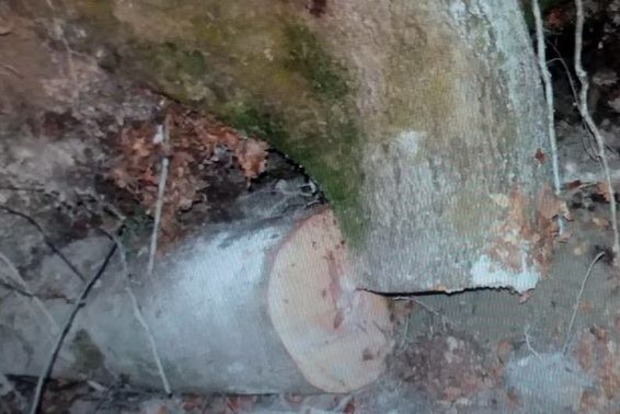 На Закарпатье дерево убило черного лесоруба на глазах детей