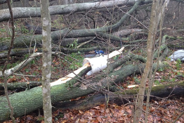 Под Киевом женщину насмерть придавило упавшим деревом