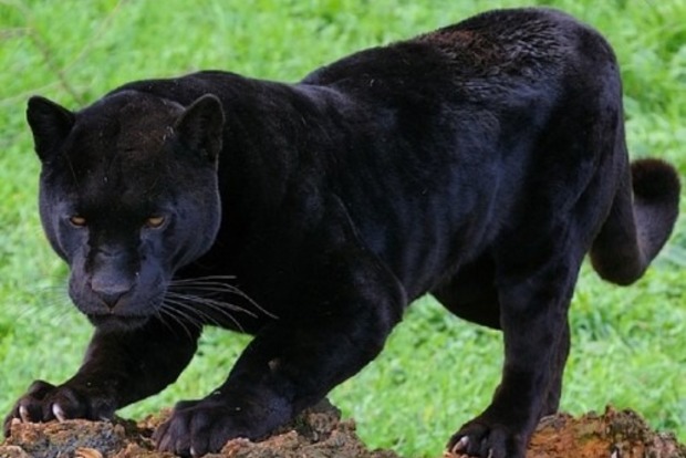 Черная пантера загрызла украинца в Подмосковье