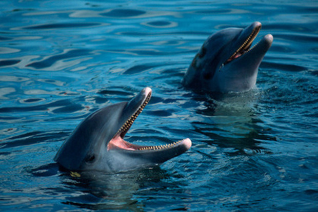 Оргазмуючі риби — небезпека для дельфінів і тюленів