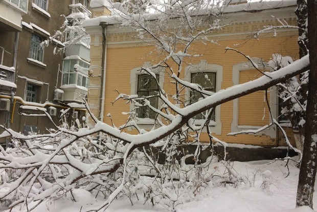 Деревья массово падают в Киеве под весом снега