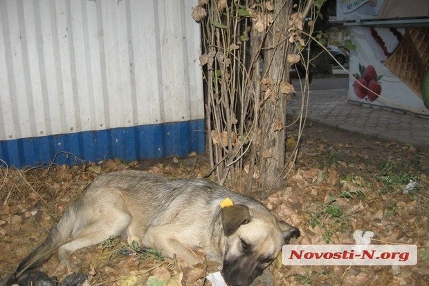 У бродячих собак виявлений серцевий глист. Троє жителів Миколаєва заразилося паразитом