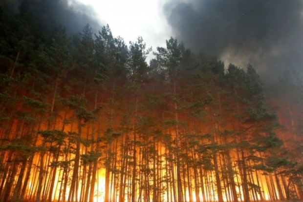Самолеты тушат лесной пожар в Харьковской области