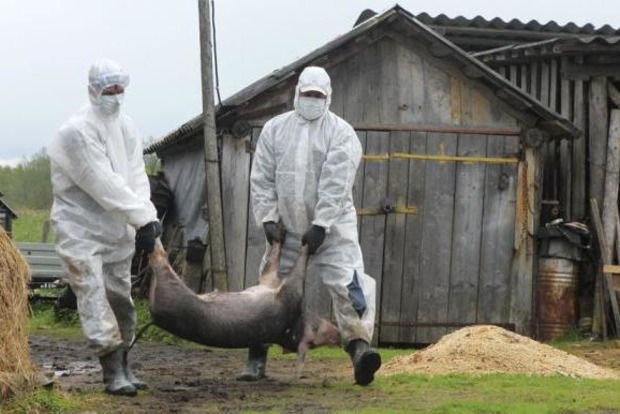 На Закарпатье из-за африканской чумы объявили карантин и уничтожают животных