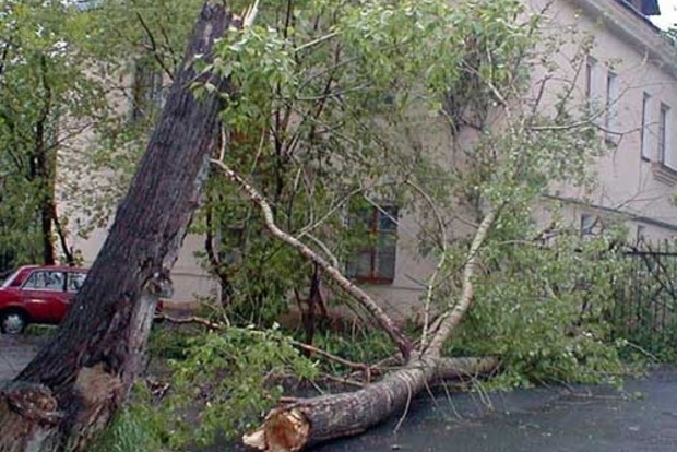 В Киеве упавшее дерево убило мужчину