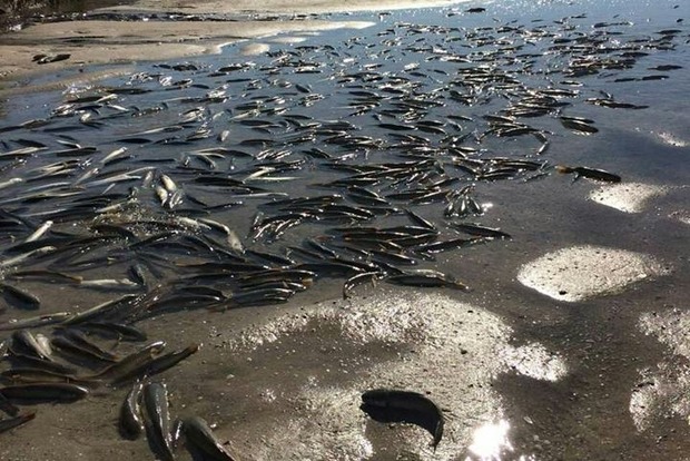 Экологическая катастрофа: Массовый мор рыбы случился в заказнике Запорожской области