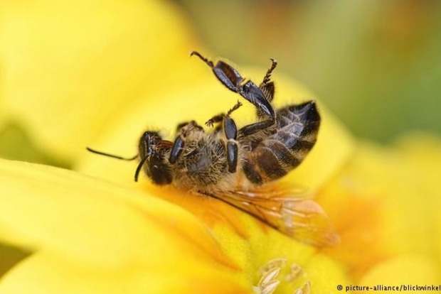 Экологи бьют тревогу: В Германии вымерли почти все насекомые 