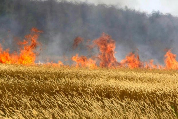В Донецкой области 20 га пшеницы уничтожены пожаром