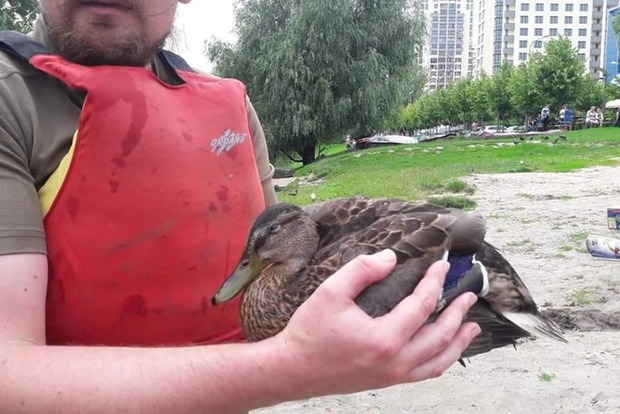 На озерах в Киеве массово гибнут утки: территория опасна для людей