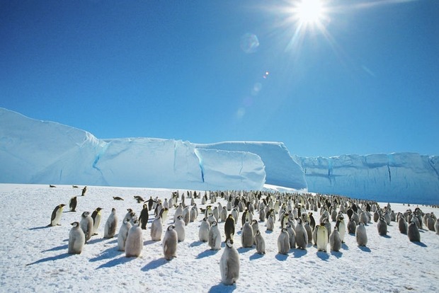 В Антарктике появится самый крупный заповедник на планете