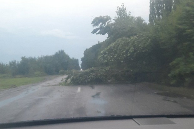 Поваленные деревья и обесточены районы: ночной ураган в Закарпатье натворил беды