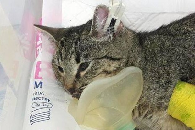 Кошка, которая пострадала в трагедии на Позняках, умерла‍