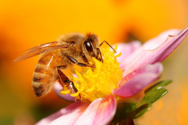 В Канаду з України привезуть бджіл для збереження популяції