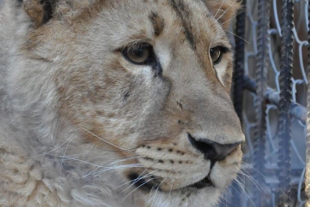 На Тернопільщині лев у зоопарку поранив хлопчика