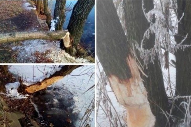 На Позняках в Киеве бобры начали атаковать деревья возле озера
