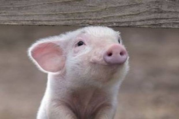На Миколаївщині зафіксовано спалах африканської чуми свиней