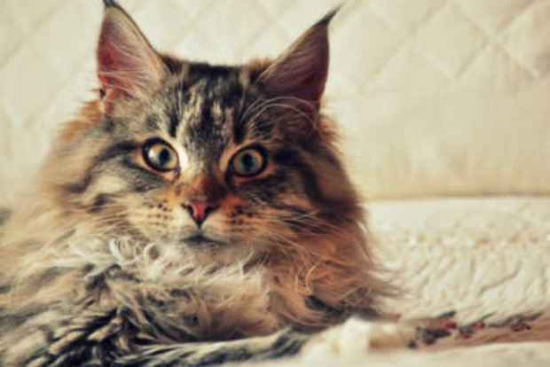 Кішки - фамільяри 21 століття: як домашні улюбленці рятують нас від бід