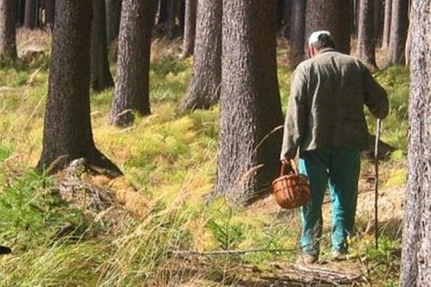 В лесу на Закарпатье застрелили мужчину, собиравшего грибы