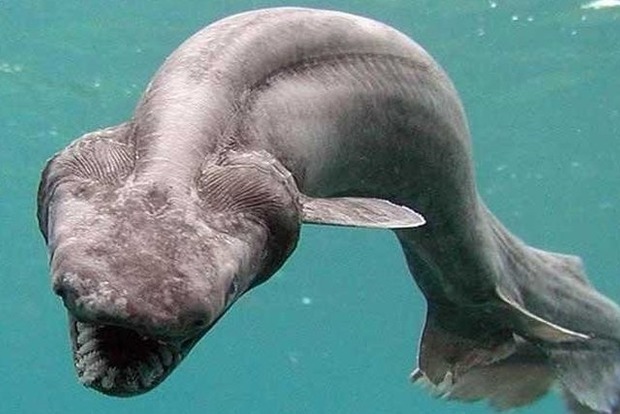 Жуткую древнюю акулу нашли в море Португалии