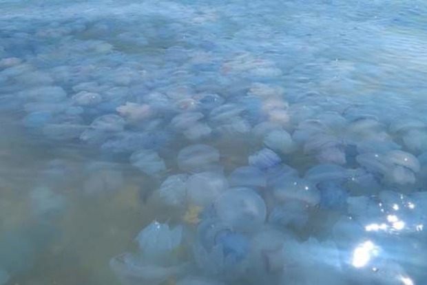 Гігантські медузи окупували берег моря в Одеській області
