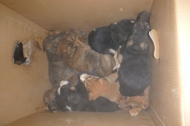 Киевские волонтеры спасли 12 щенков из смертельной ловушки