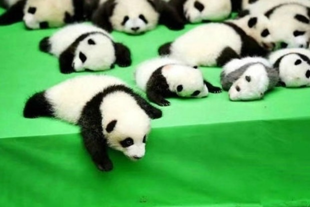 У Китаї «в люди вивели» відразу 23 дитинчати гігантських панд