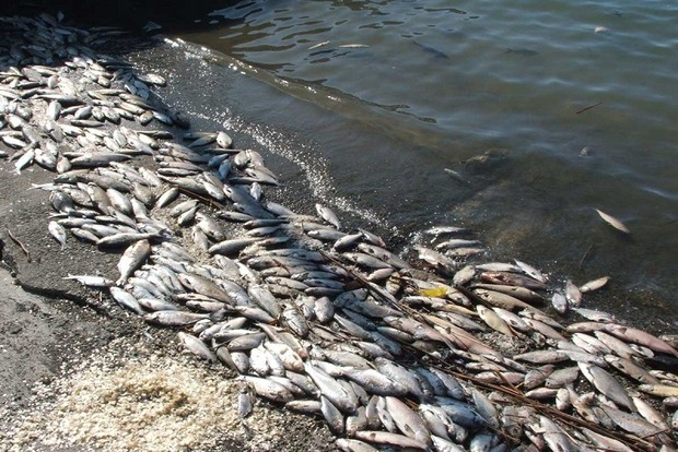 Через бездіяльність чиновників у лимані Запоріжжя загинули 60 тисяч одиниць риби