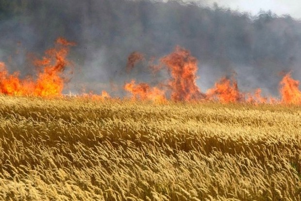 ﻿У Харківській області згоріла пшениця на площі 100 гектарів