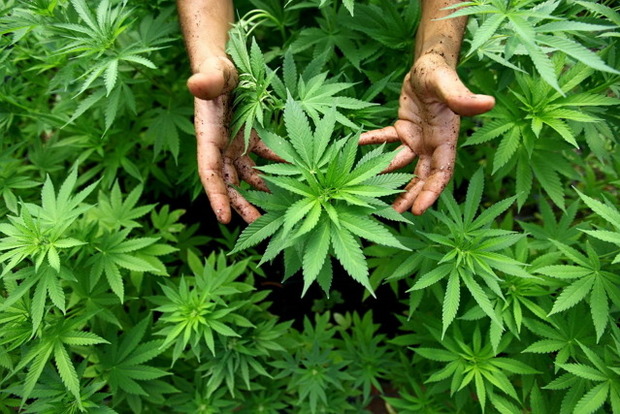 Греция поднимет экономику с колен выращиванием марихуаны