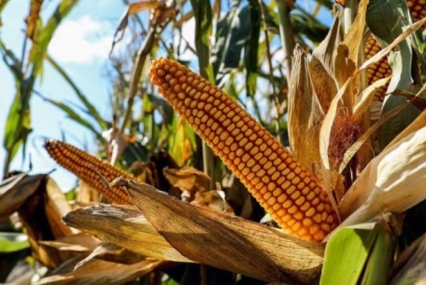 Трейдеры из Китая решили покупать кукурузу в Украине вместо США