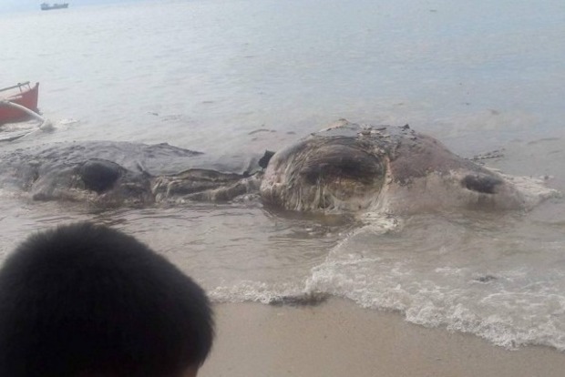 На Филиппинах на берег выбросило тушу огромного морского «чудовища»