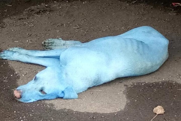 В Індії собаки стали блакитного кольору через лакофарбову фабрику