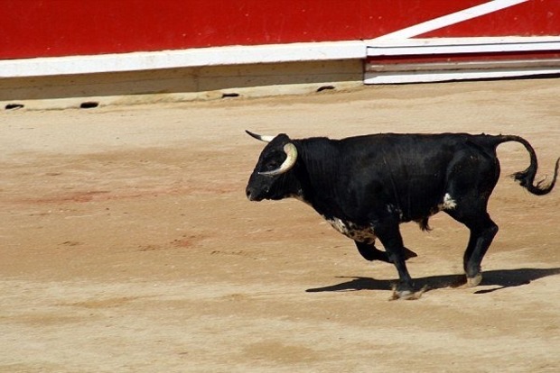 Во Франции бык ранил зоозащитника во время корриды