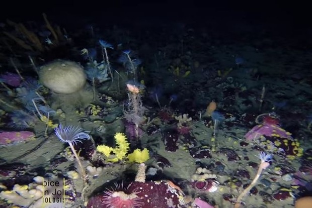 Австралійські вчені показали на відео підводний світ Антарктики